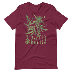 Vintage-Cannabis-Botanical-Chart-Antique-Hemp-Unisex t-shirt-Phoenix Styles